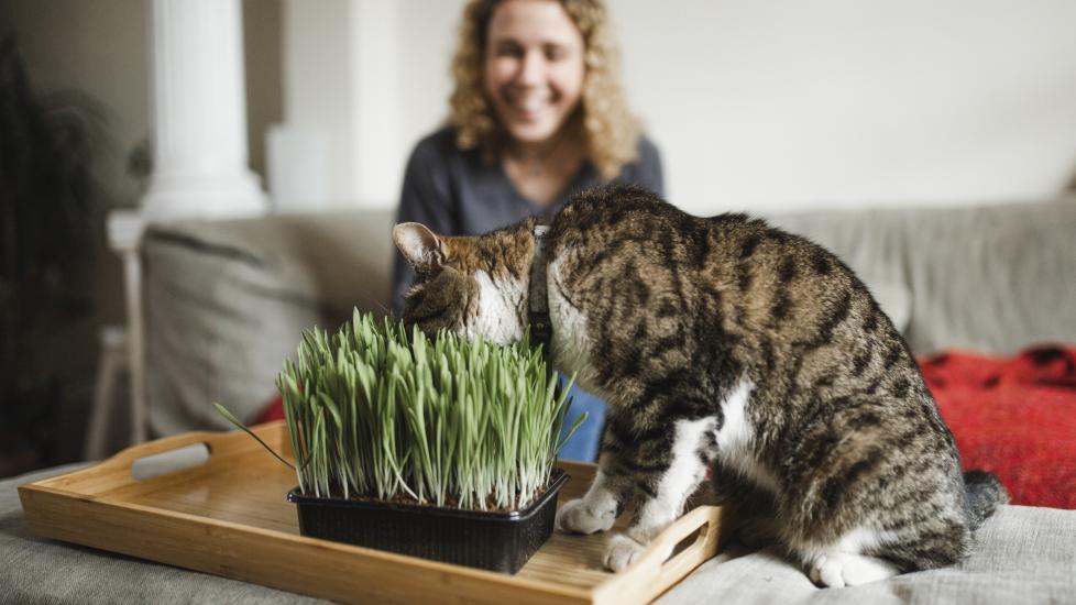 tabby cat eating cat grass in the living room while a woman watches
