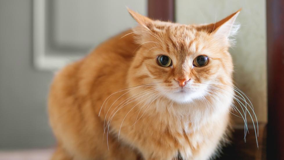 An orange cat sits on a hardwood floor.