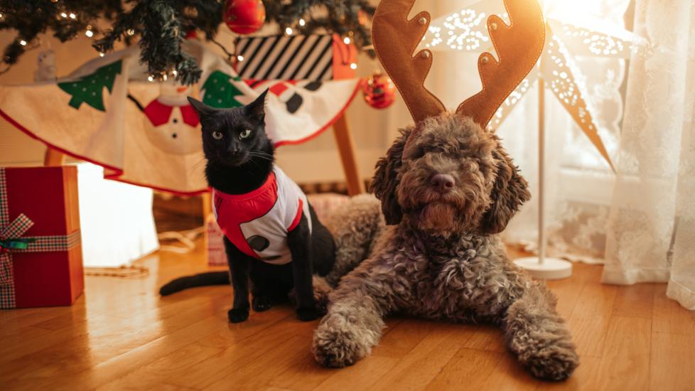 dog and cat sitting in front of christmas tree