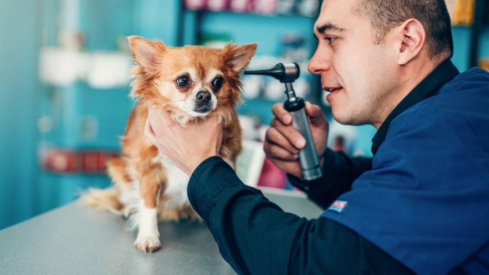 vet looking in the ear of little fluffy Chihuahua dog 