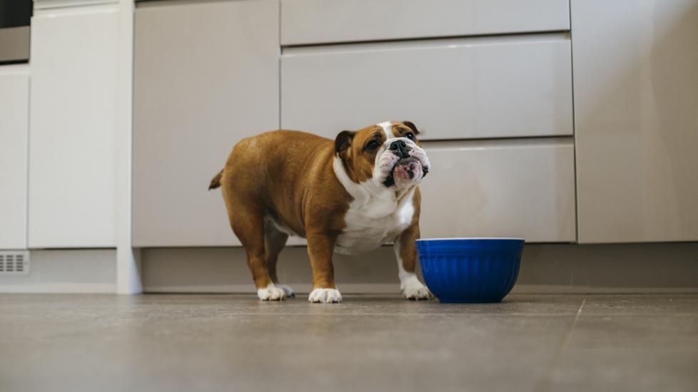 bulldog standing over blue food bowl