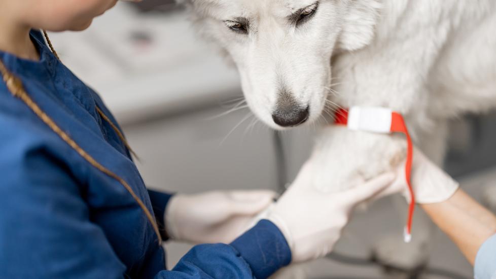 white fluffy dog at vet getting blood drawn