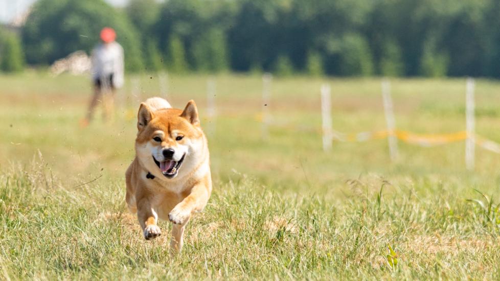 dog running through lure course