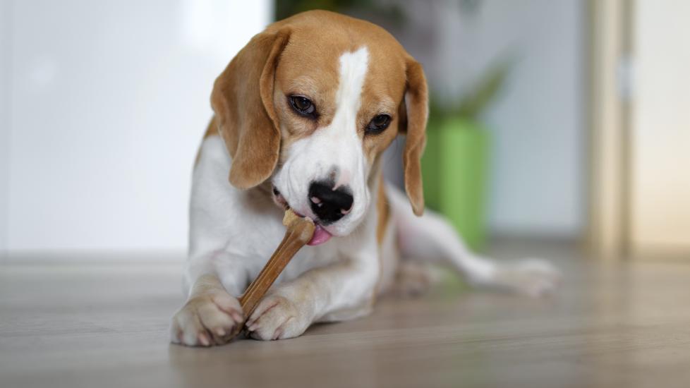 beagle dog chewing dental bone indoors