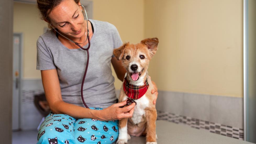 vet checking heart rate of scruffy dog