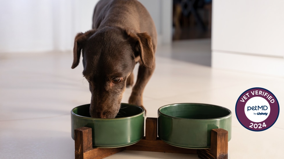 chocolate lab puppy eating out of green bowl