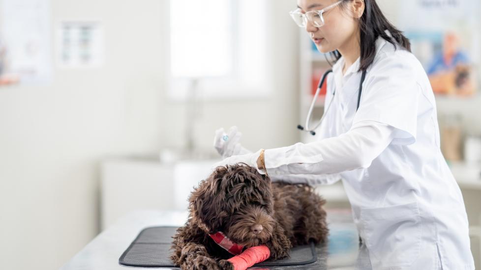vet-administering-vaccine-to-fluffy-brown-dog