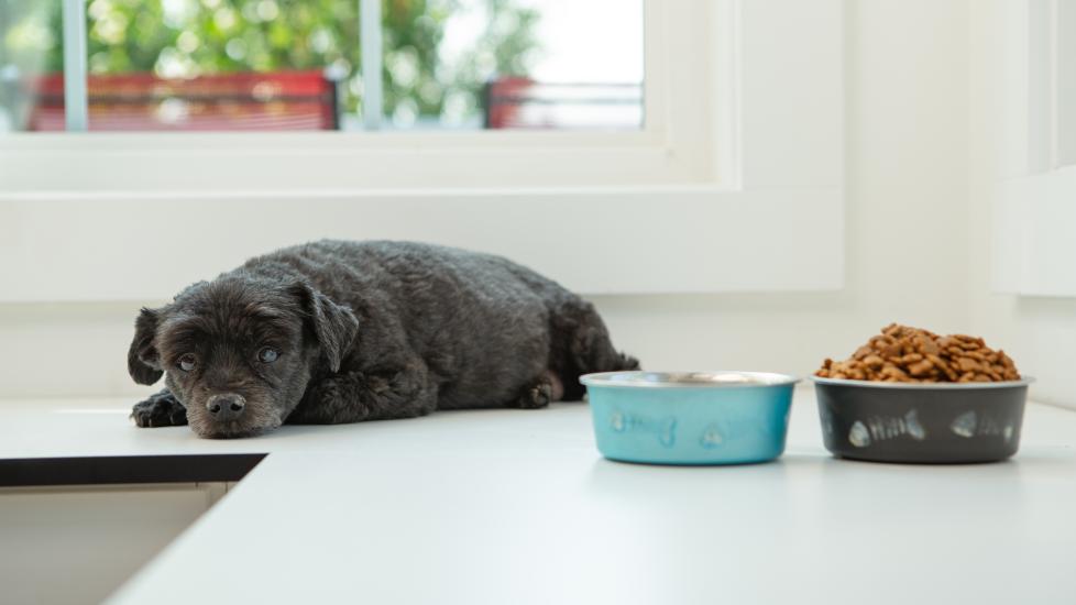 black fluffy dog lying on counter with uneaten food bowl