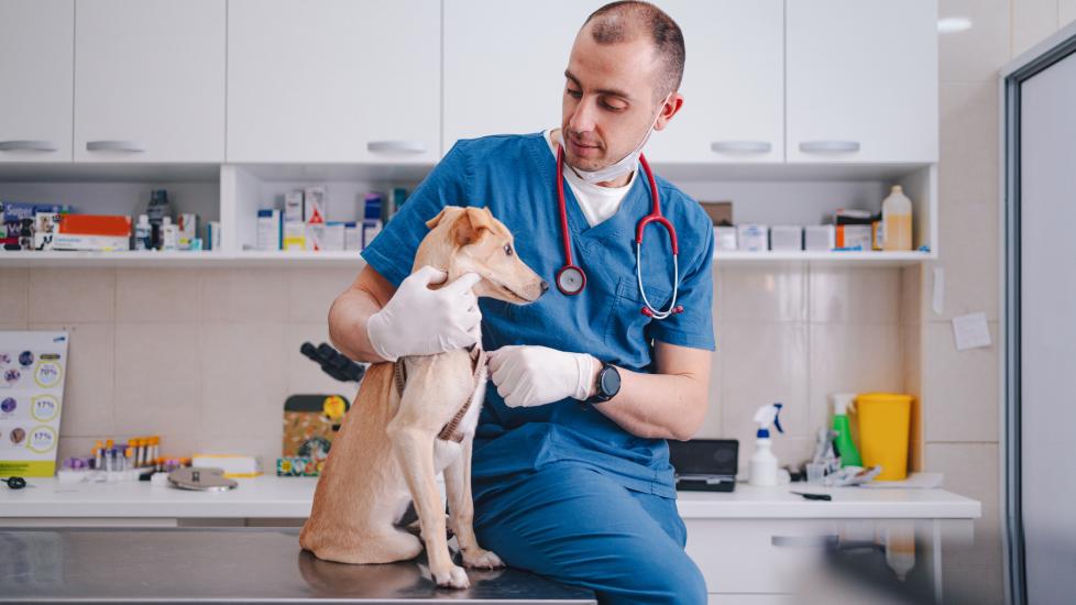 Aminocaproic Acid for Dogs | PetMD