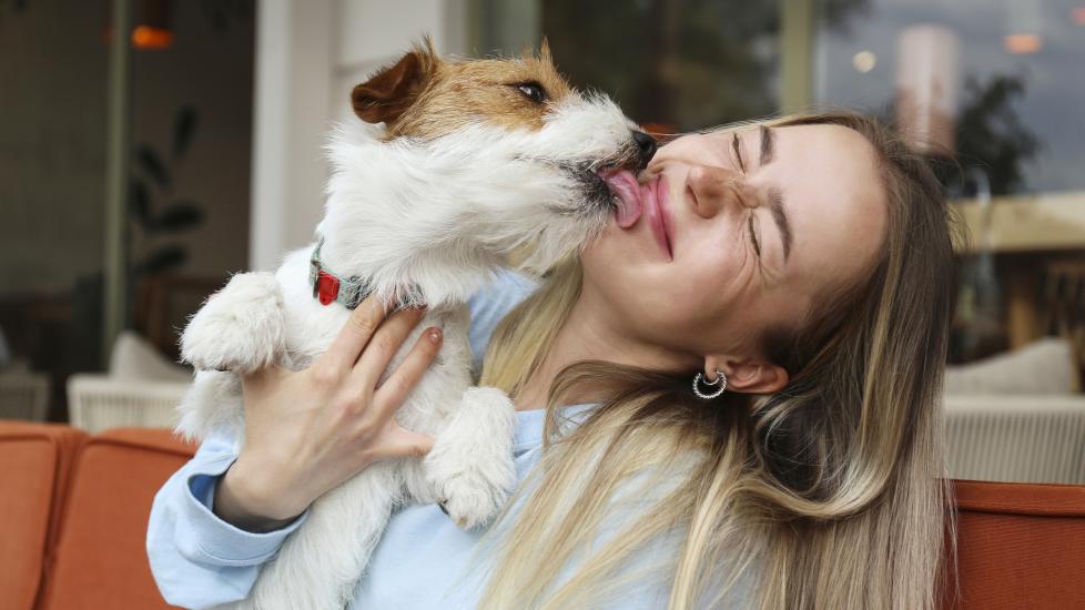 russell terrier licking woman's face