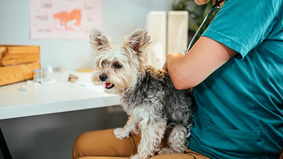 fluffy terrier getting heart checked on vet lap