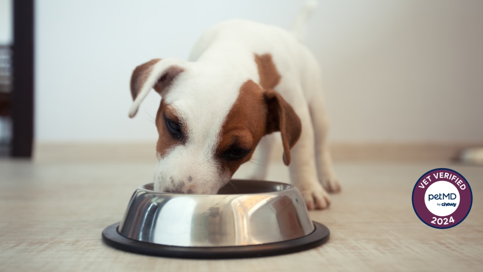 little puppy eating out of silver bowl