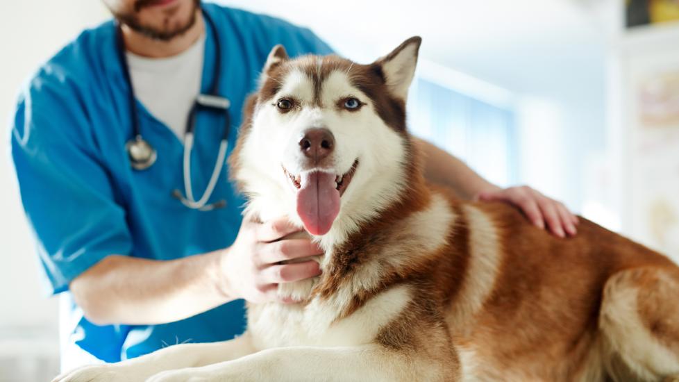 Sertraline (Zoloft®) for Dogs PetMD