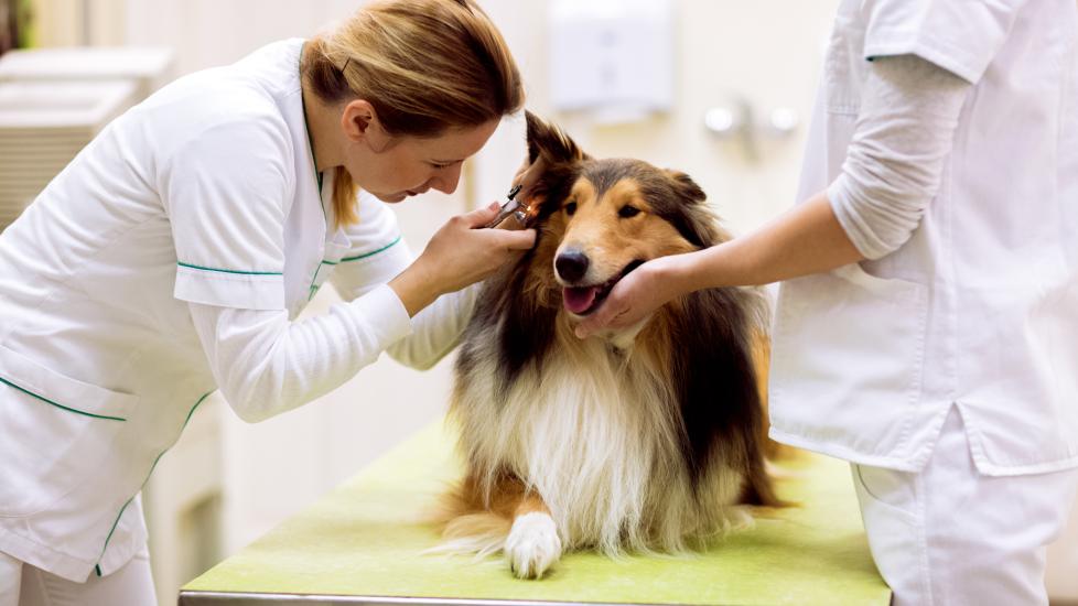female vet looking into ear of collie dog