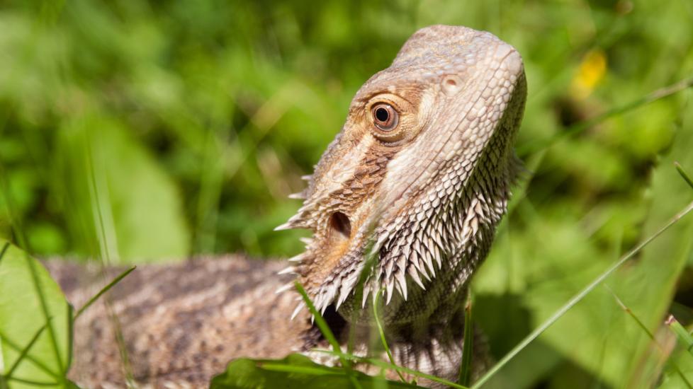 Bearded dragon mouth