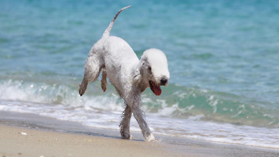 white bedlington terrier running along the water at a beach