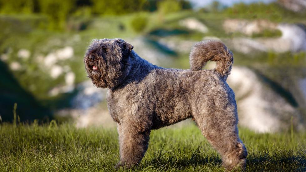 gray bouvier des flandres standing in a valley