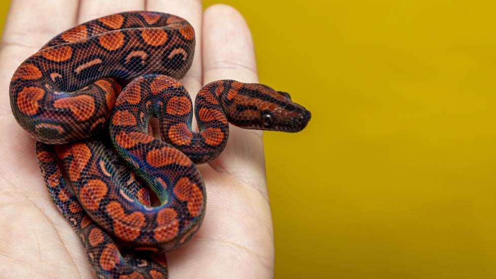Brazilian Rainbow Boa Care Sheet PetMD