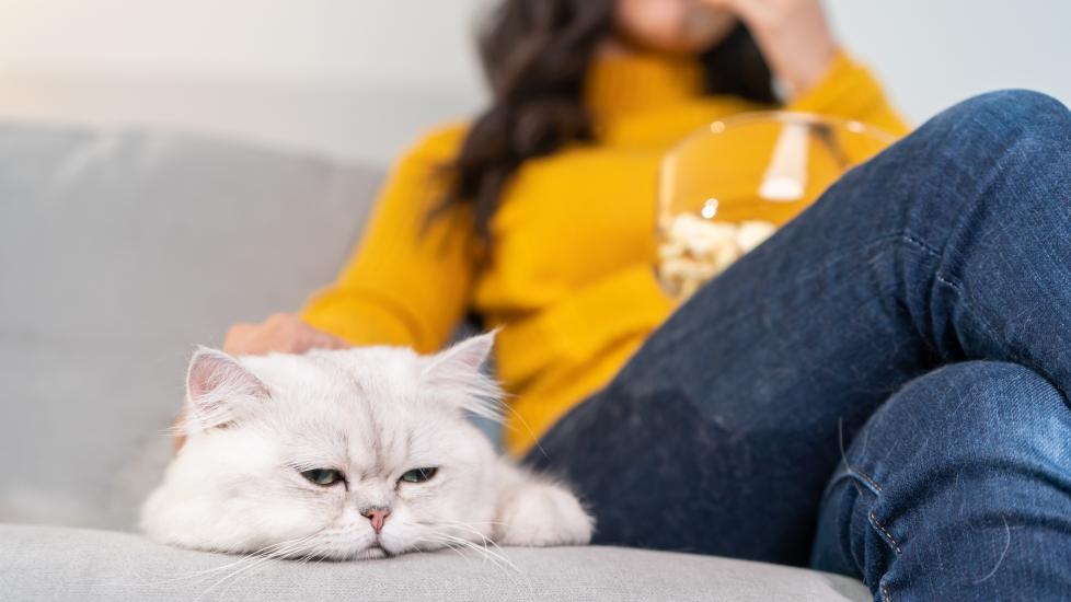 longhaired white cat looking sad on a couch while a woman eats popcorn