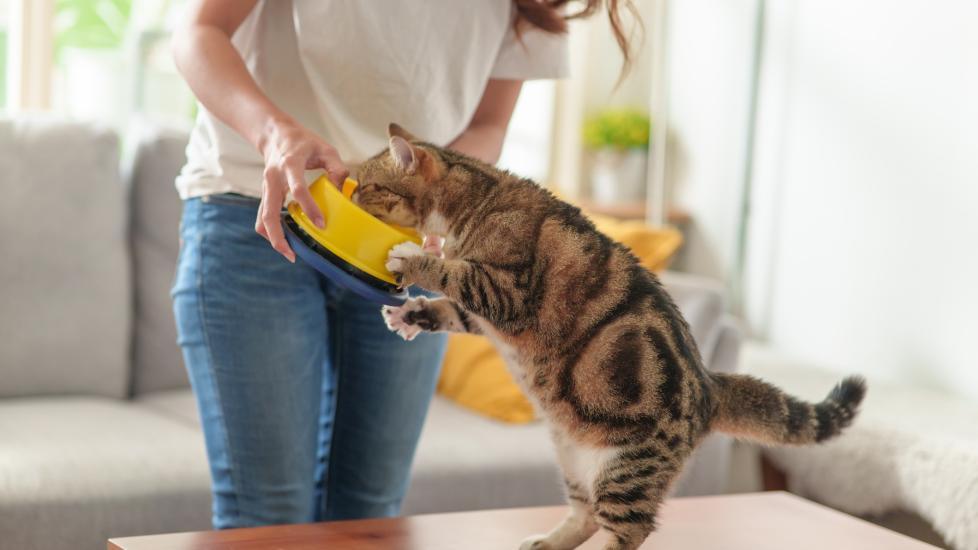 woman feeding a brown tabby cat from a yellow bowl