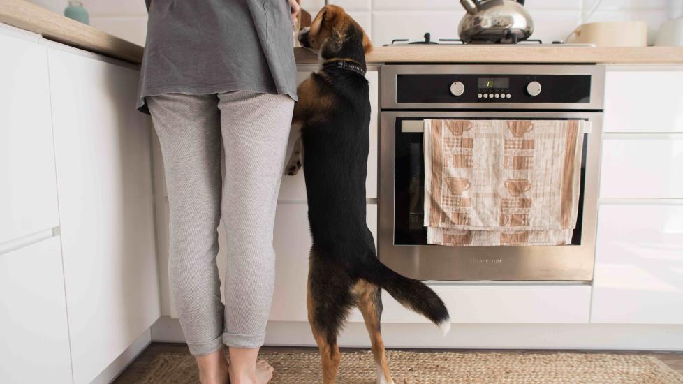 beagle standing on his legs looking at a kitchen counter