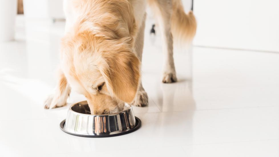 golden retriever eating from a silver metal food bowl