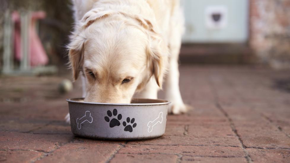 yellow lab eating from a dog bowl