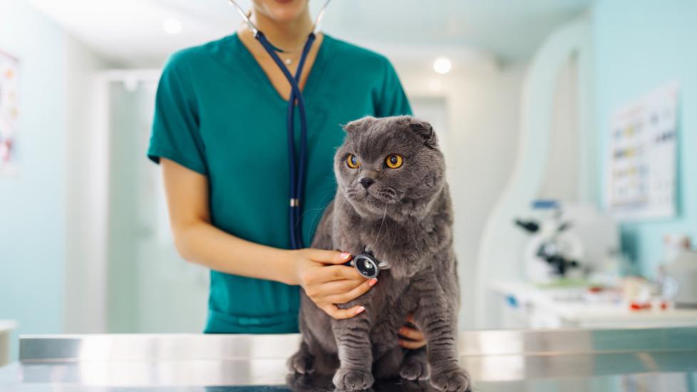 A cat visits the vet.