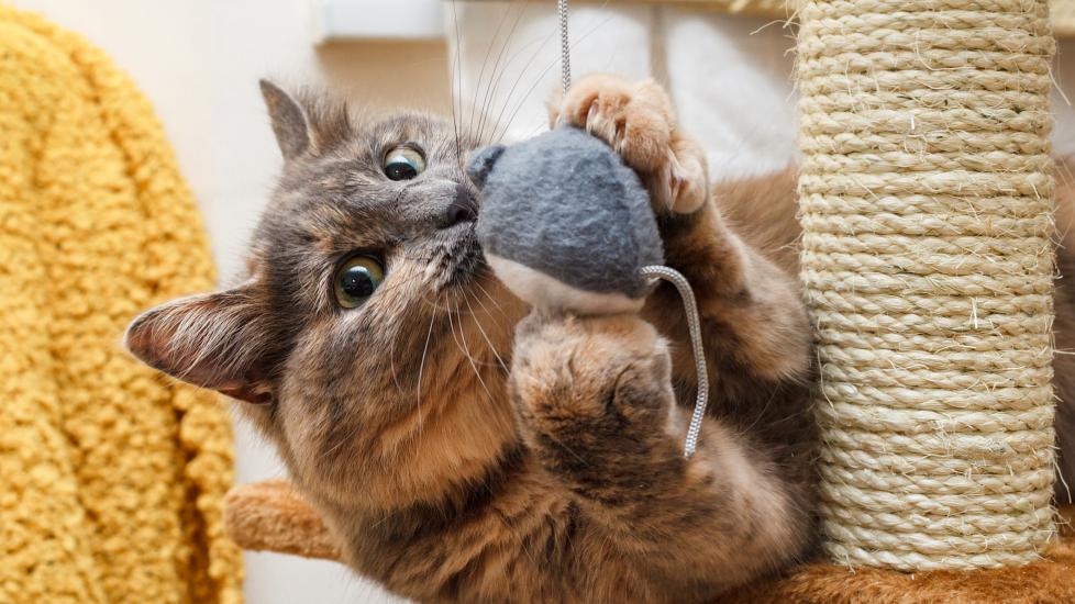 Why Do Cats Chew on Things? PetMD
