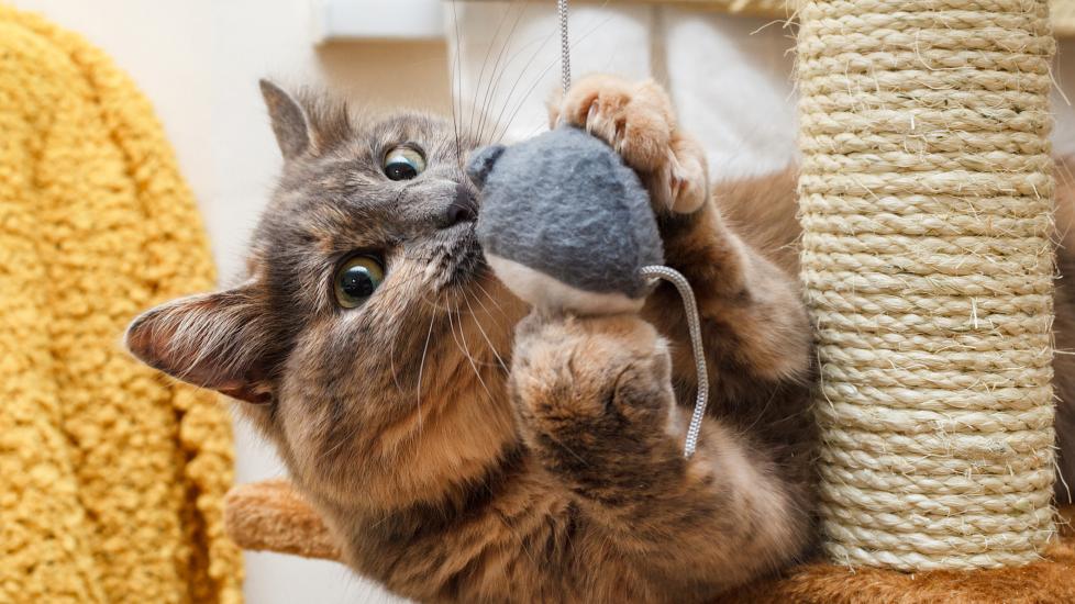 A cat chews on their toy.