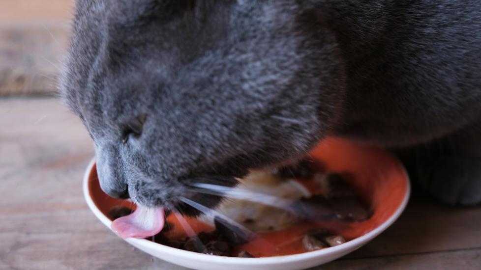 A cat licks their dish.