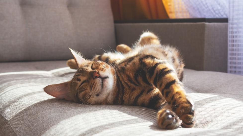 Picture of False Pregnancy in Cats | PetMD