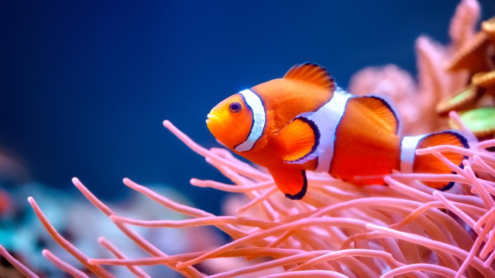 Clownfish pet