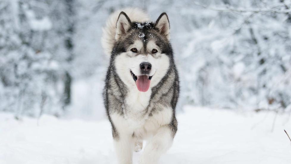 gray and white siberian husky in the snow