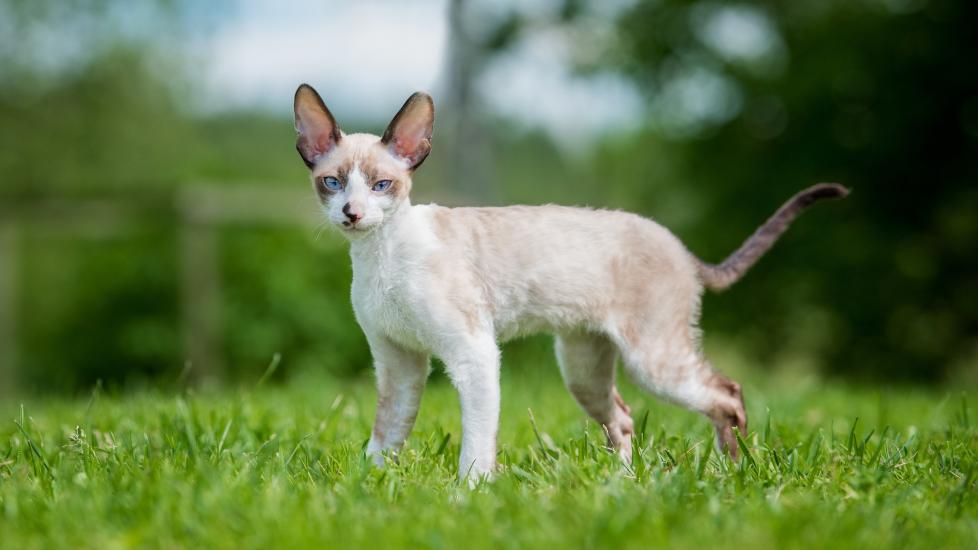 white and tan cornish rex cat standing outside