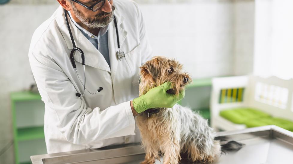 A dog is examined by their vet.