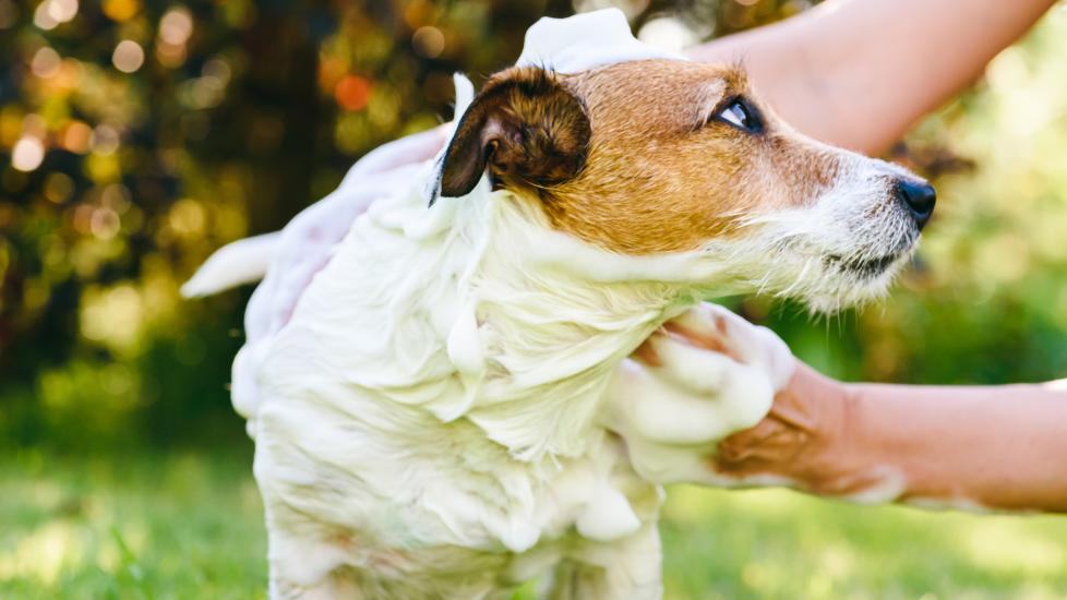 A Jack Russell Terrier is shampooed by his pet parent.