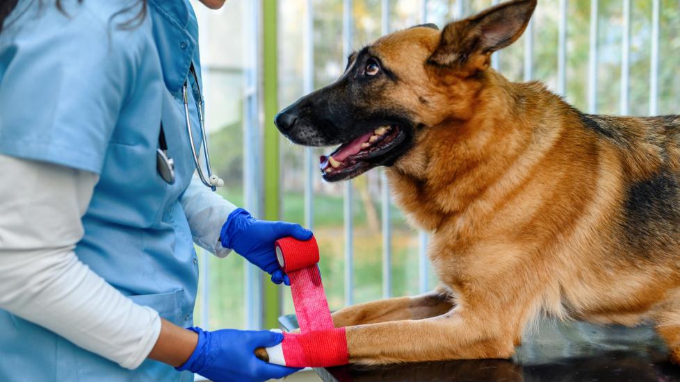 A vet wraps a German Shepherd's paws.