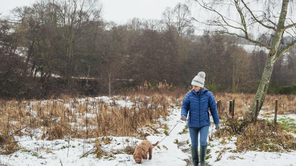 5 Tips for Walking Your Dog in the Winter PetMD