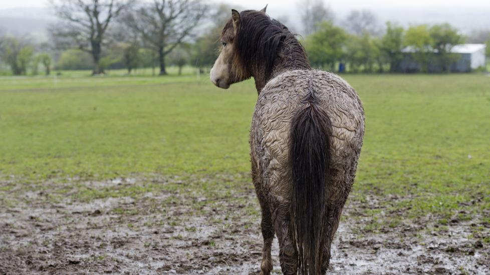 Horse standing in the rain