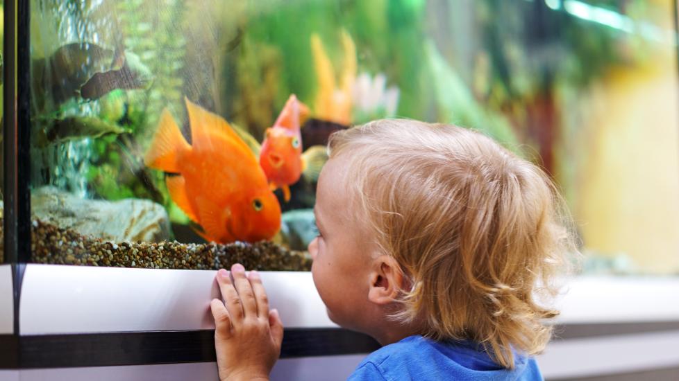 Kid looking at fish