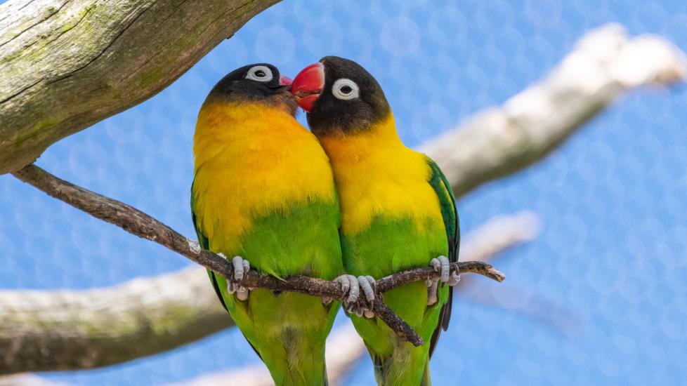 Two lovebird parrots