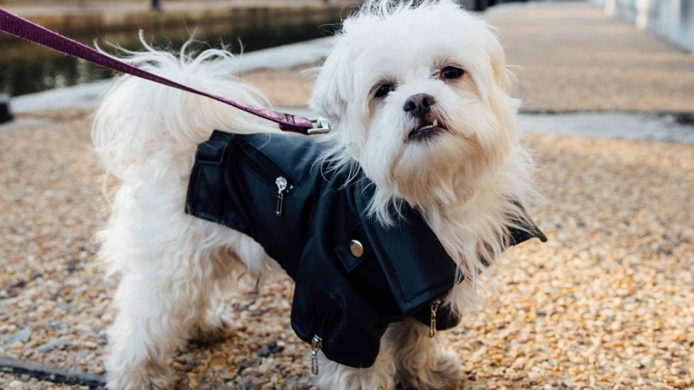 small white malshi dog on a leash wearing a jacket