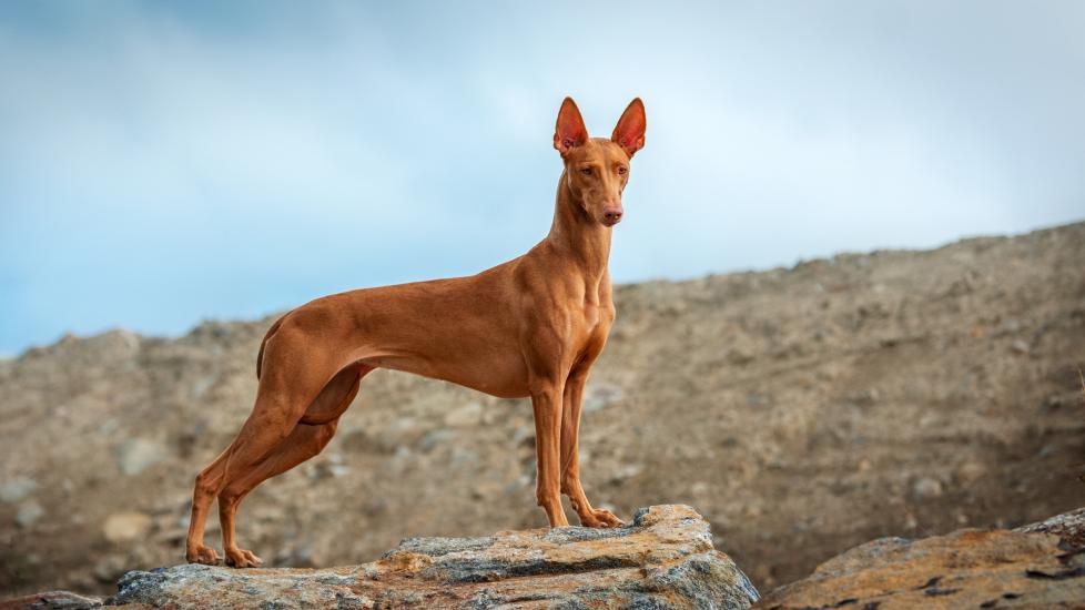 red pharoah hound standing on rocky terrain