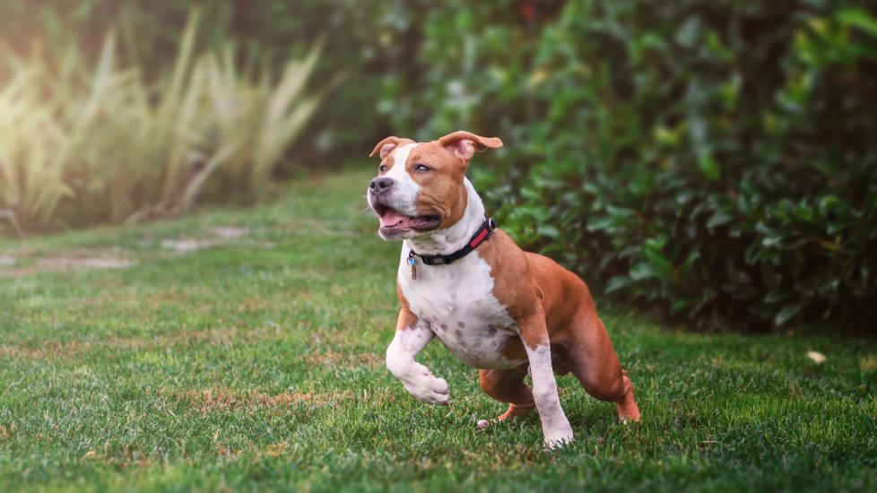 A Pitbull Terrier plays in a field.