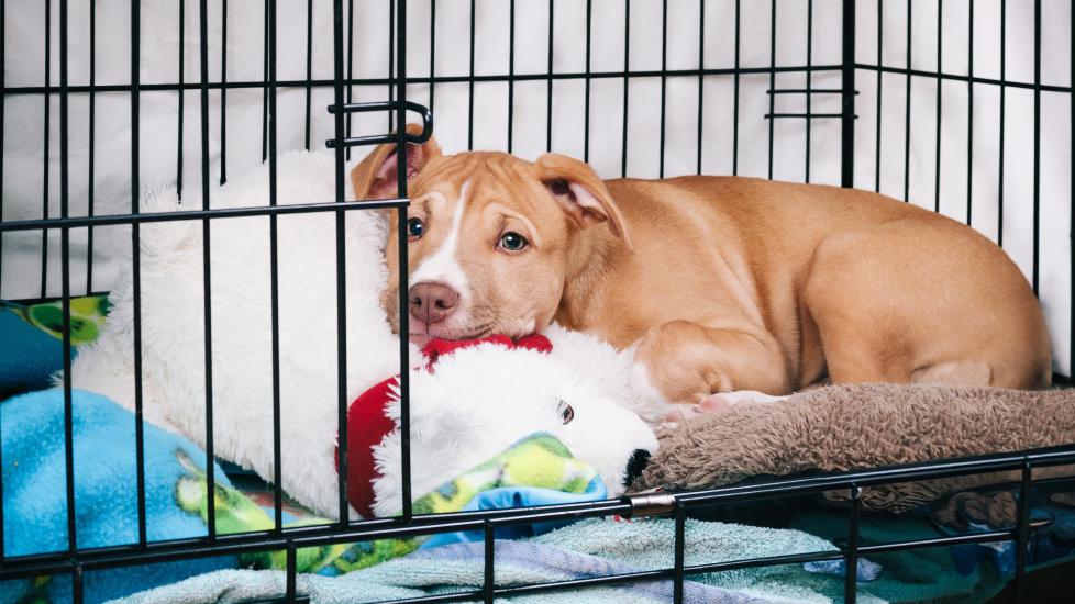 brown and white pit bull puppy lying in a crate with a stuffed animal