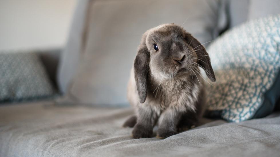 Lop rabbit sitting on couch