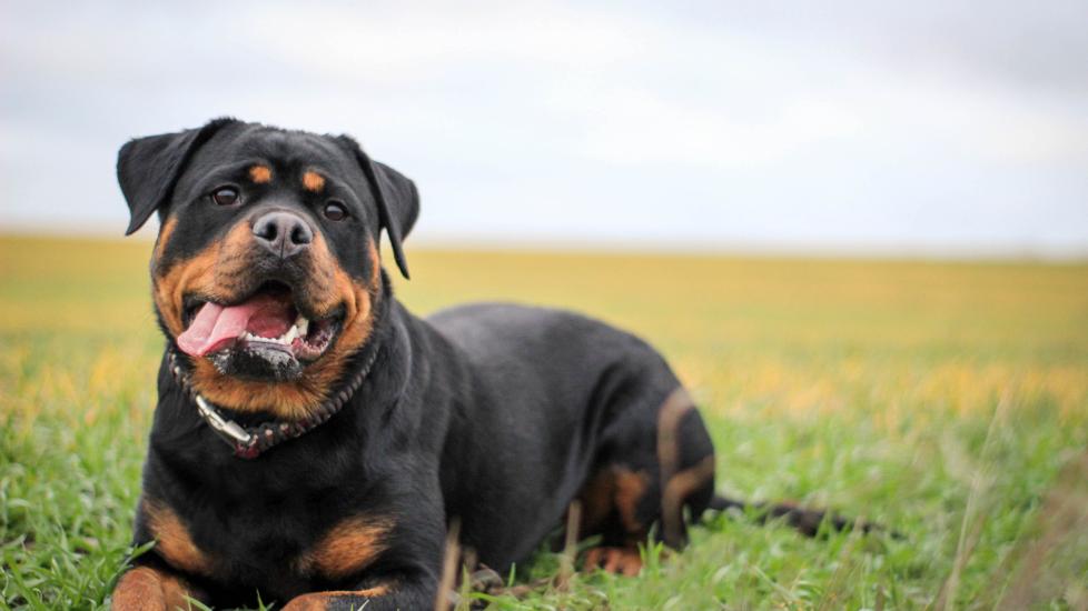 rottweiler dog lying in grass with his tongue out