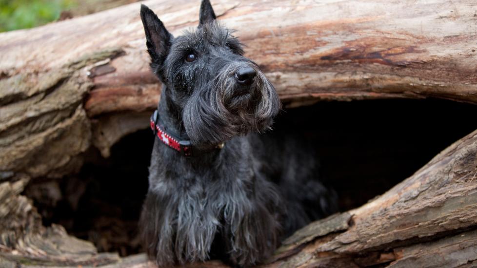 A Scottish Terrier looks out from sitting in a hollowed tree.