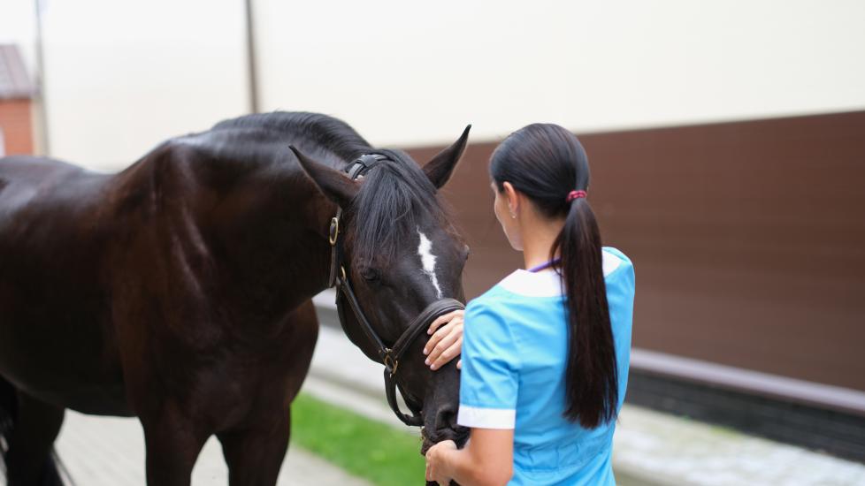 Veterinarian looking after horse